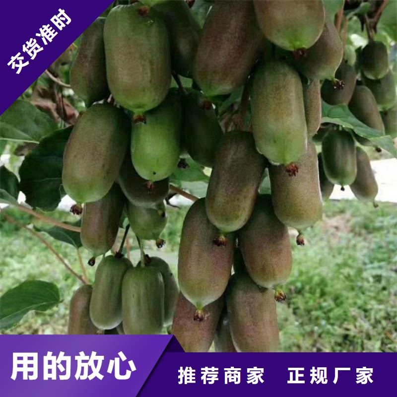 新疆猕猴桃_【玛瑙红石榴苗】精心