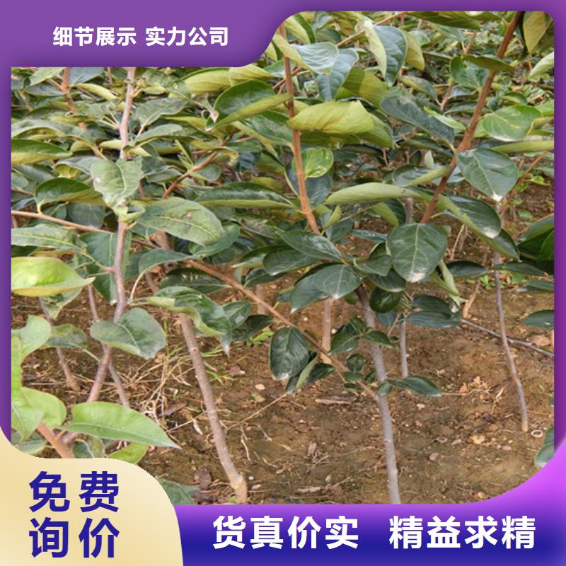 柿子樱桃苗精选优质材料厂家十分靠谱