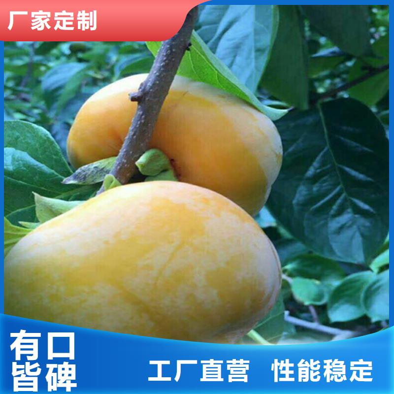 柿子板栗苗质量好