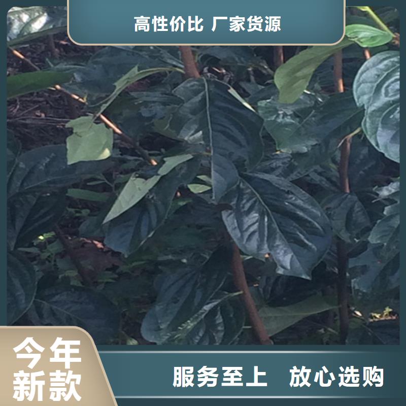 柿子-苹果苗源头厂家直销同城厂家