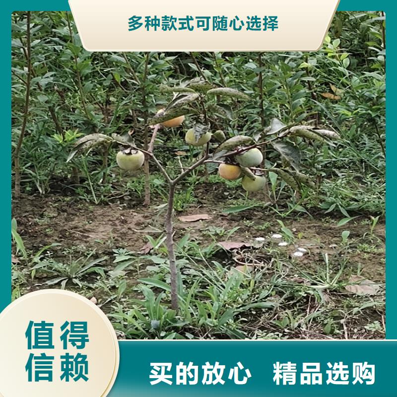 柿子苹果苗放心选购批发商