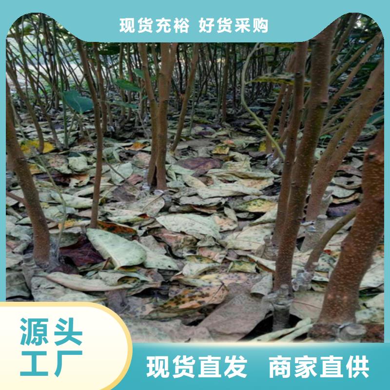 【柿子】桃树苗无中间商厂家直销当地经销商