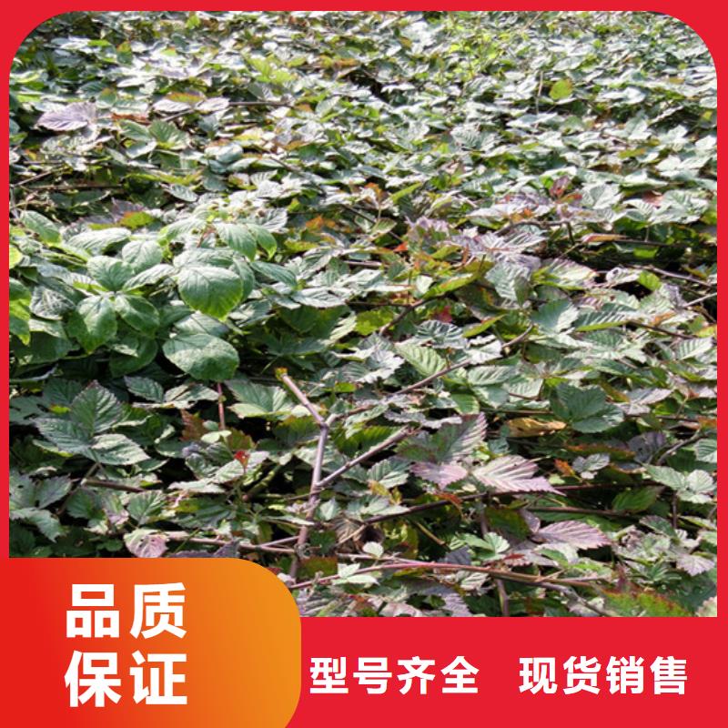 树莓石榴树出厂价辖区内公司