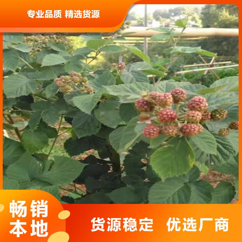 双季黑树莓苗全国发货资阳
