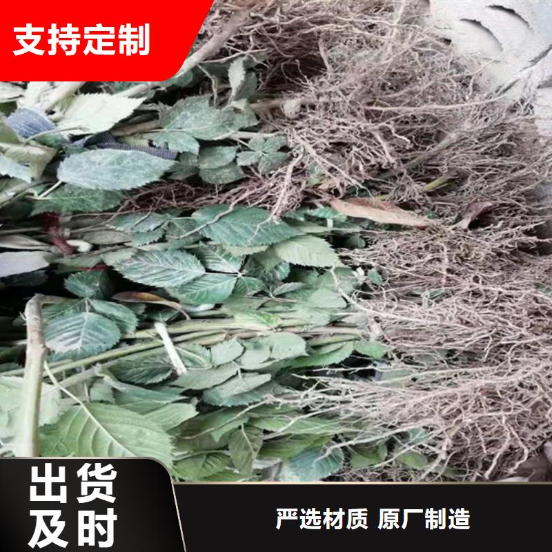 双季黑树莓苗种植技术/轩园园艺场品质可靠