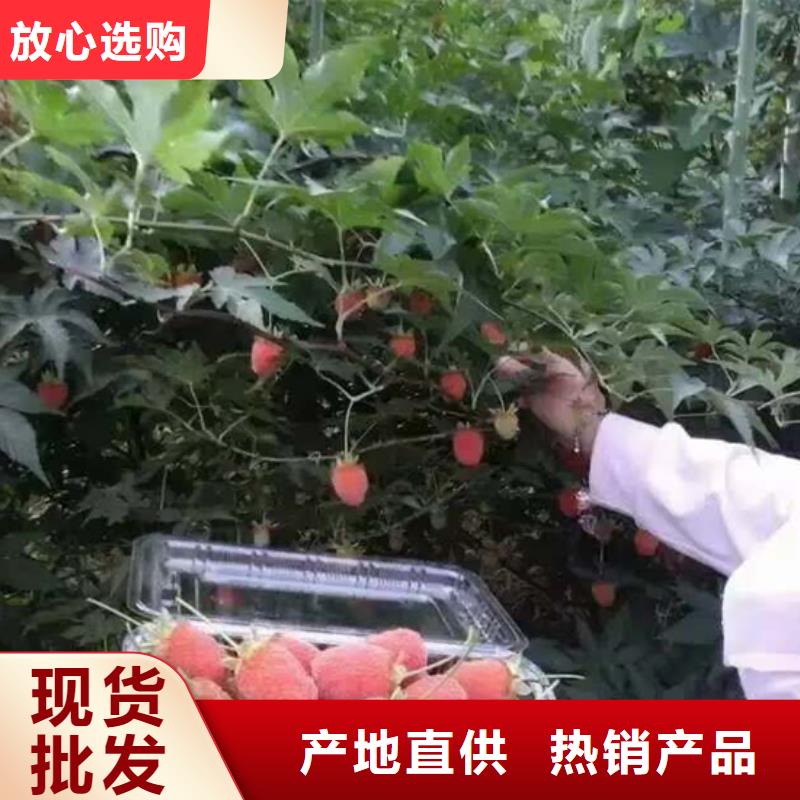 树莓苹果苗质量检测支持定制