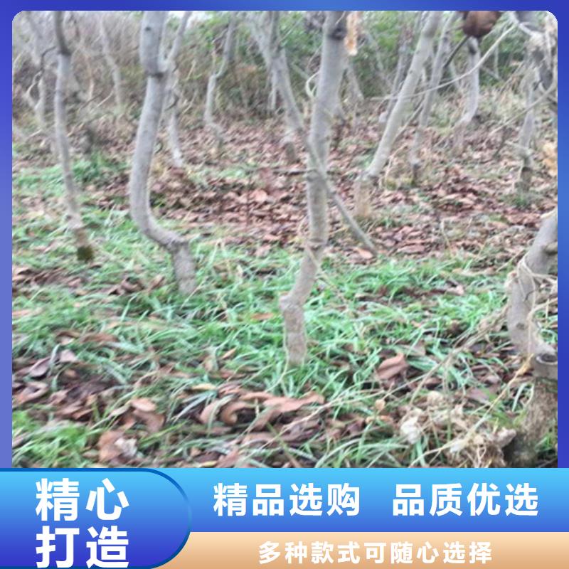 碧根果_樱桃苗现货供应价格实惠