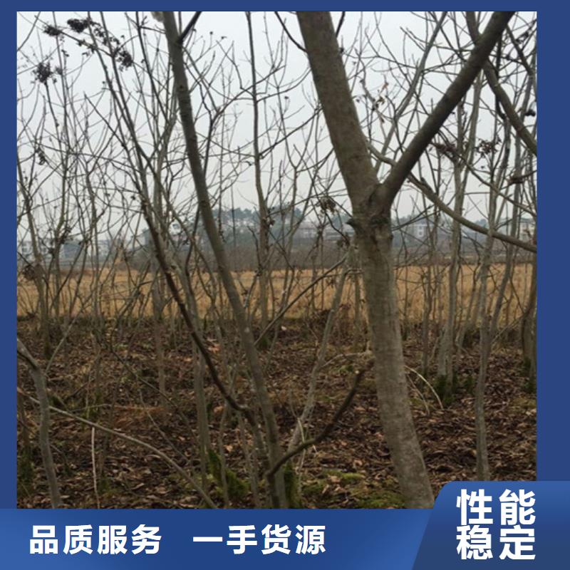 碧根果树苗基地直销当地经销商