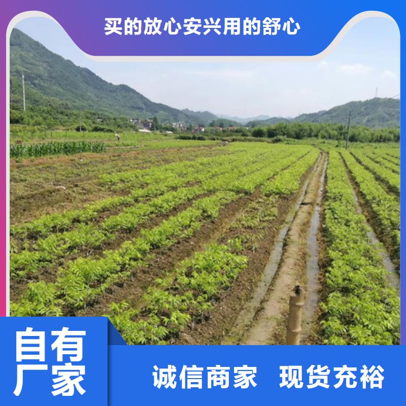 【碧根果】嘎啦苹果市场行情用心做产品