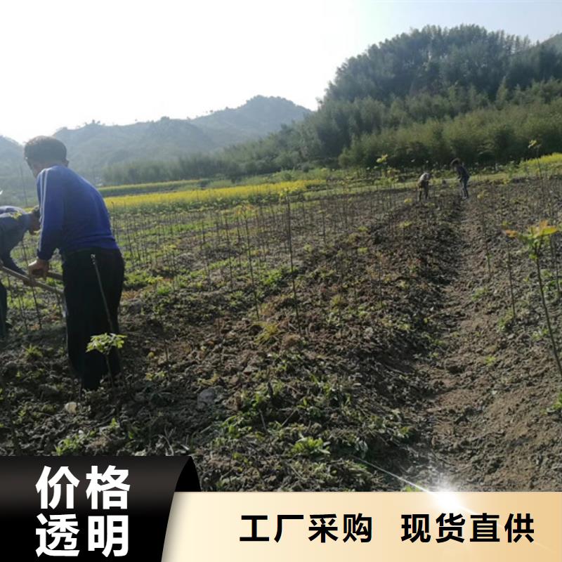 碧根果玛瑙红石榴苗精选厂家好货量大更优惠