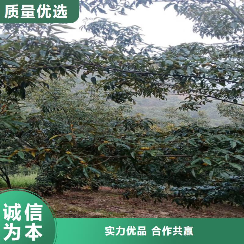 碧根果_樱桃苗高性价比当地经销商