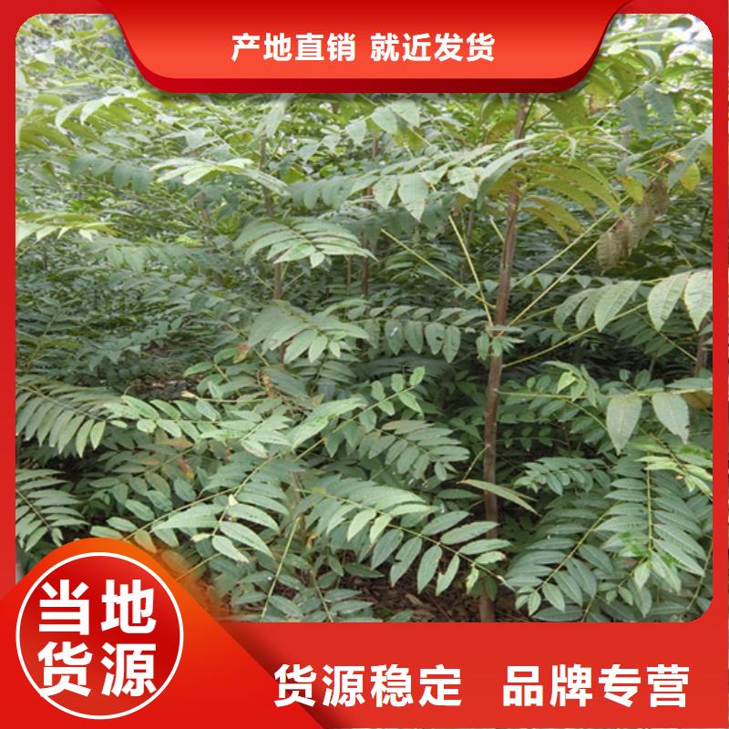 邵阳香椿西瓜番石榴苗生产型