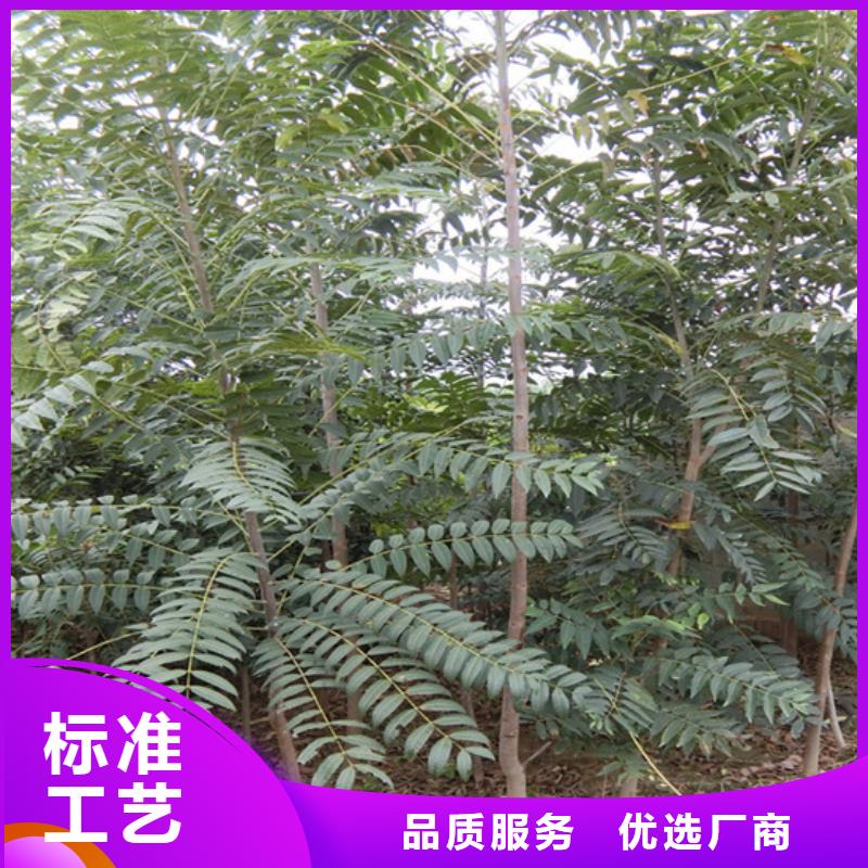 洛阳香椿杏树苗放心选购