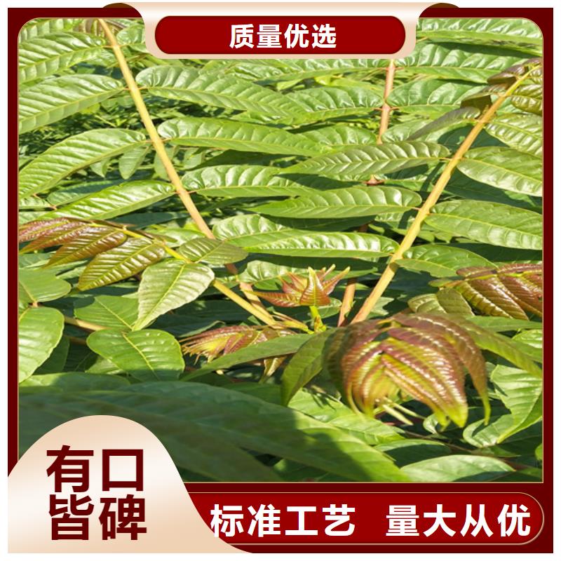 【香椿苹果苗专业的生产厂家】专业按需定制