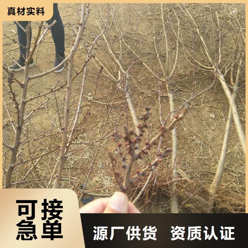 珍珠油杏树苗多少钱一棵诚信经营现货现发