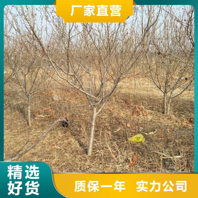 杏树苗适合种植地区现货齐全售后无忧