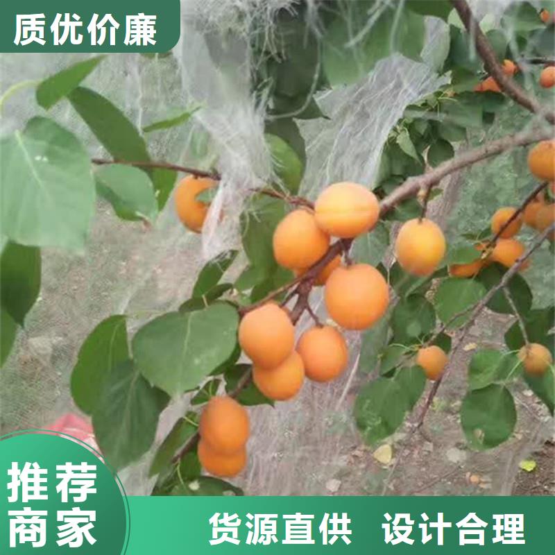 荷兰香蜜杏树苗现挖苗现发货同城品牌