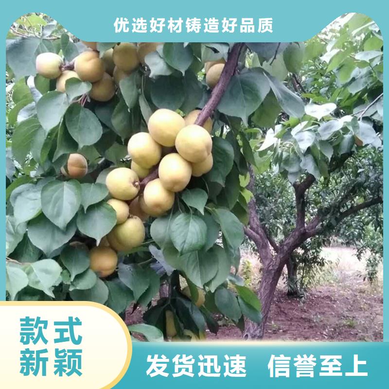 杏树苗大棚种植应用范围广泛