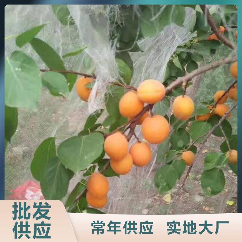 蜜香杏树苗成活率高质量牢靠