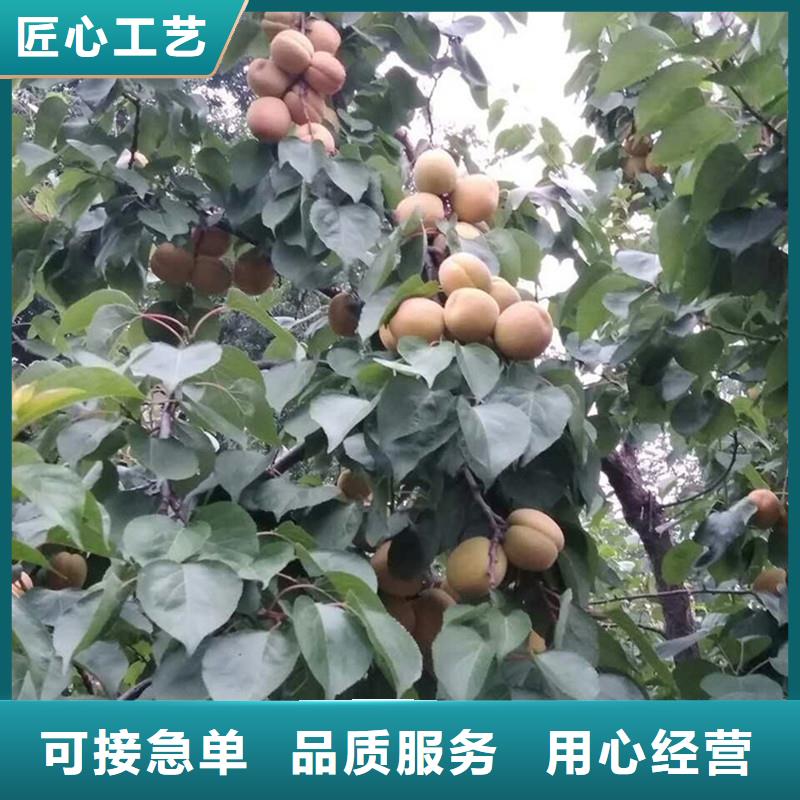 杏桃树苗来图定制