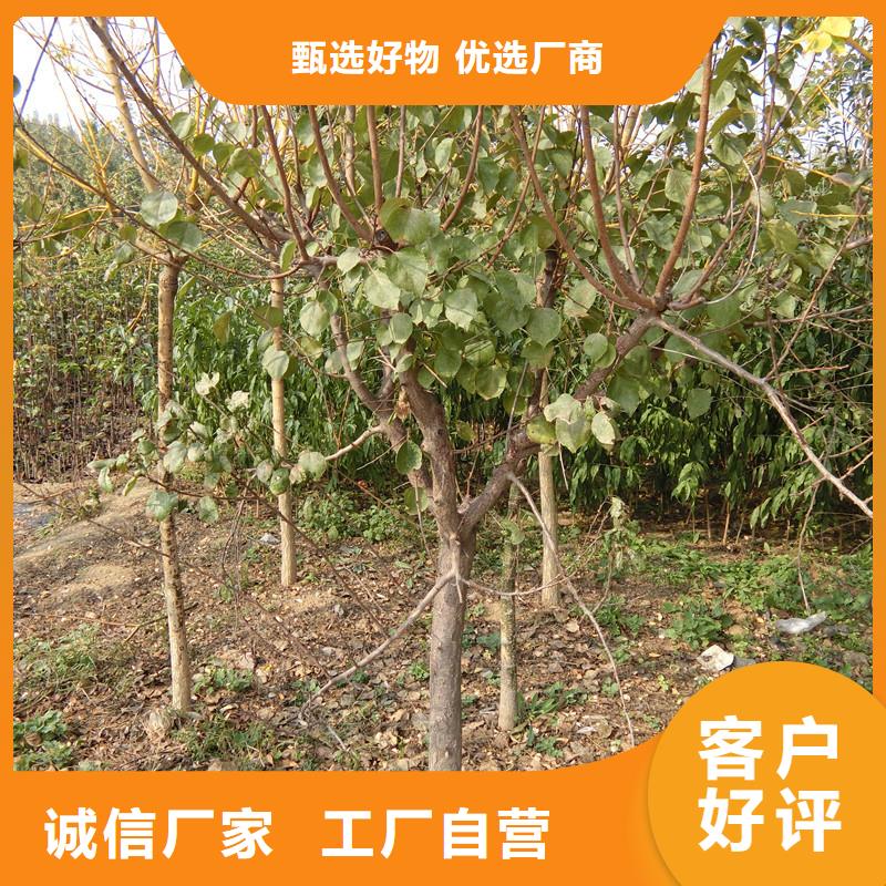 杏,黄瓜苗重信誉厂家服务始终如一