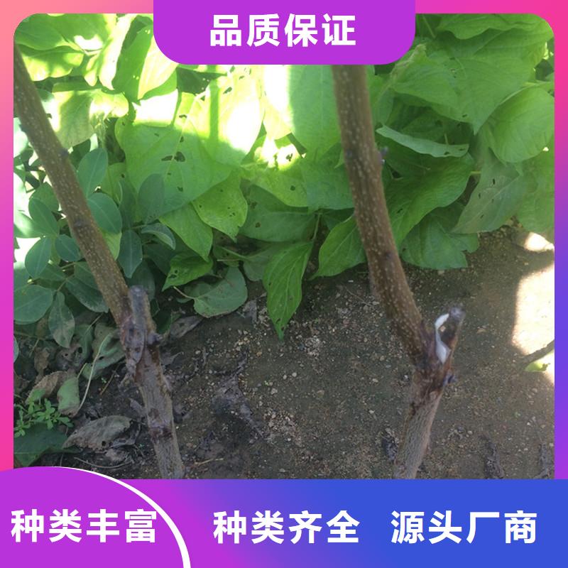 蜜香杏树苗成活率高畅销当地