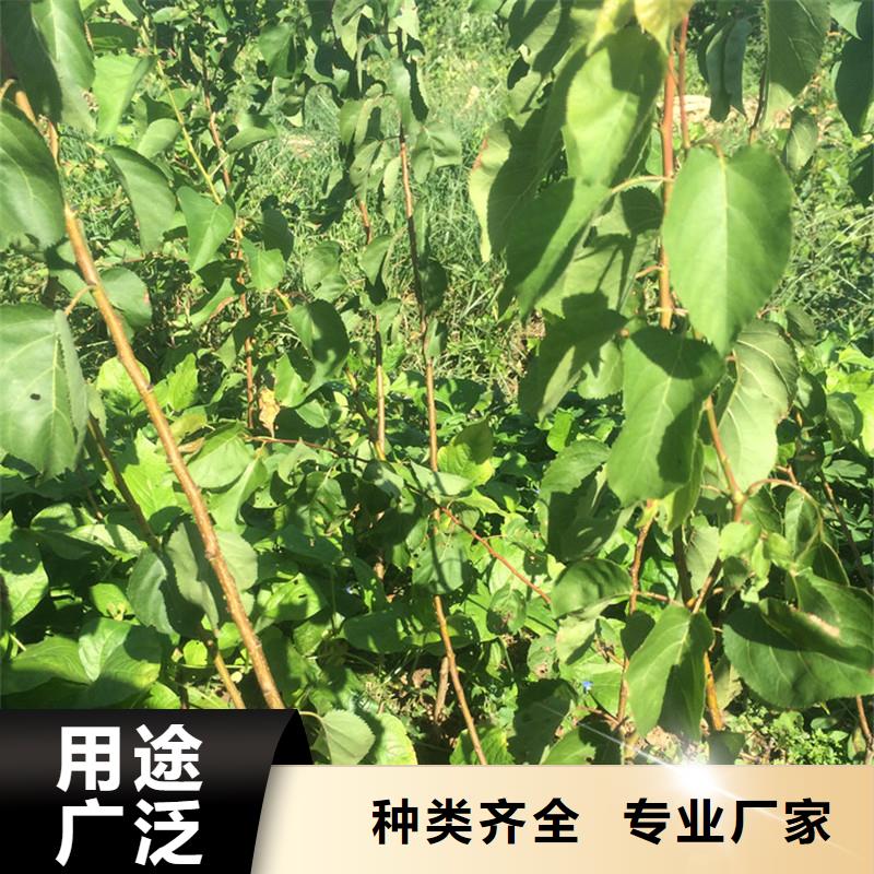 荷兰香蜜杏树苗新奇品种精心选材