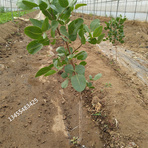 阿月浑子树苗质优价廉免费寄样