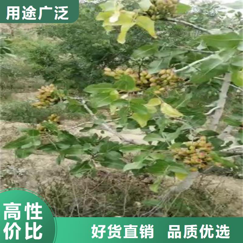 开心果苗怎么卖当地供应商