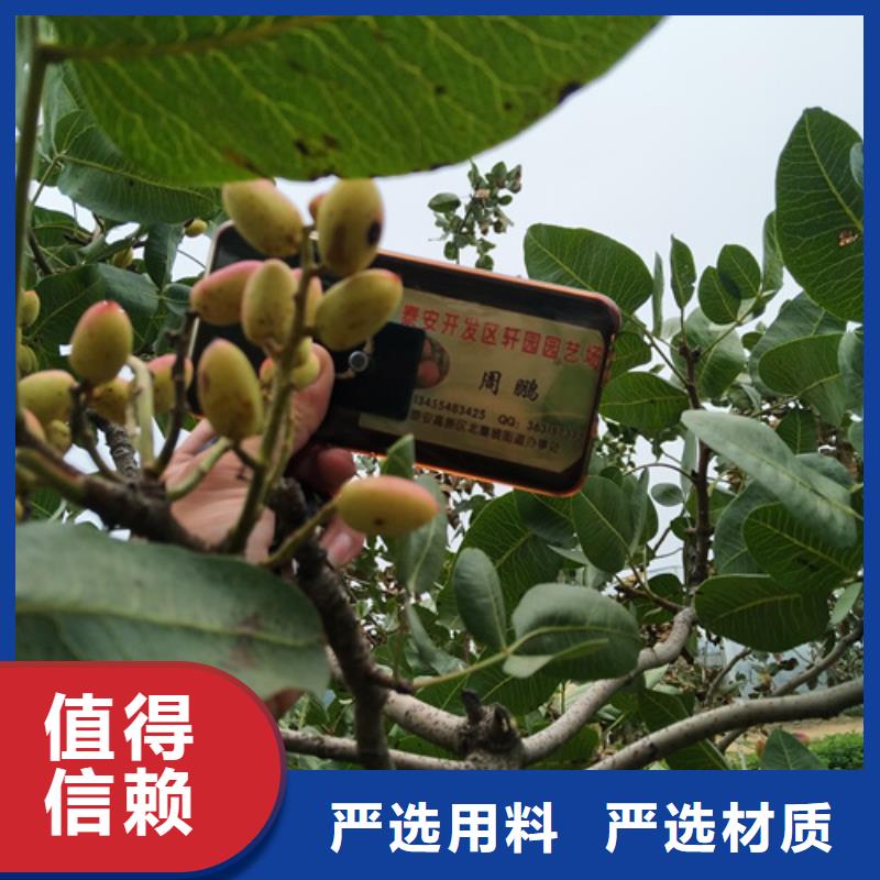 开心果石榴树苗海量现货直销联系厂家