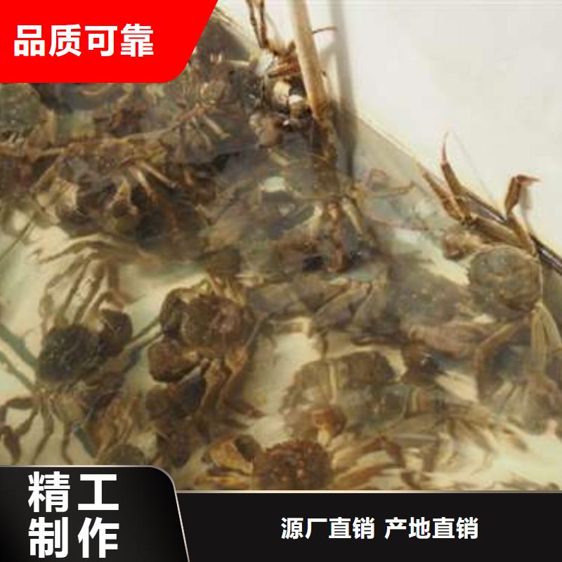 广安蟹哪里有卖阳澄湖大闸蟹打造好品质
