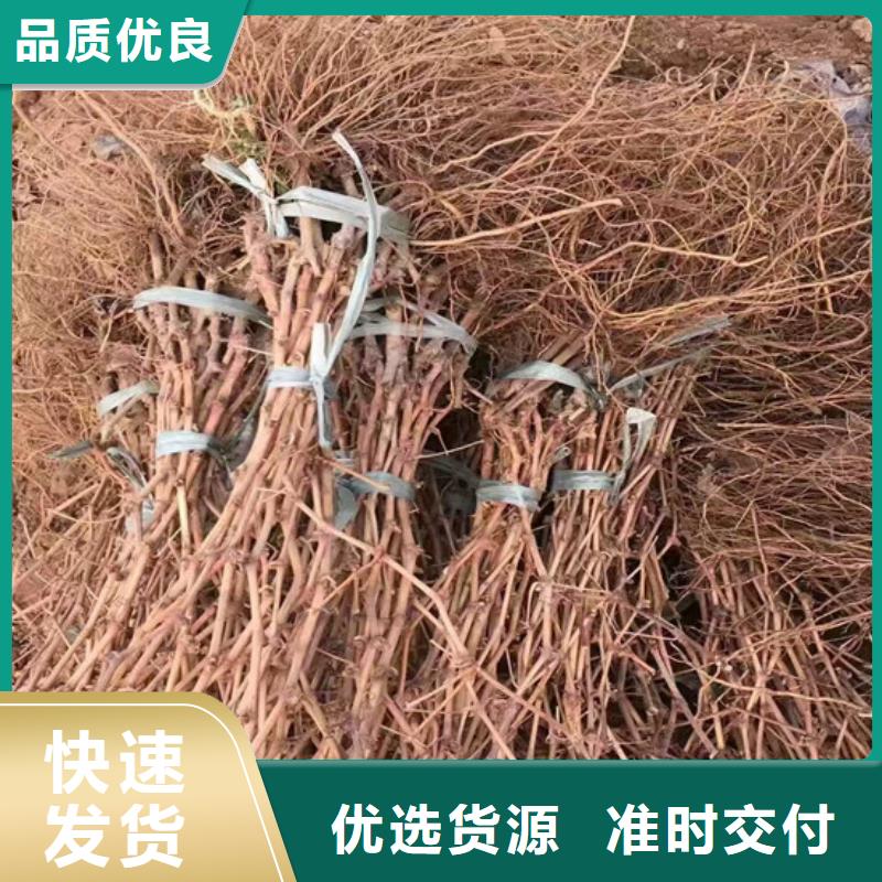 香妃葡萄苗口碑好实体厂家大量现货