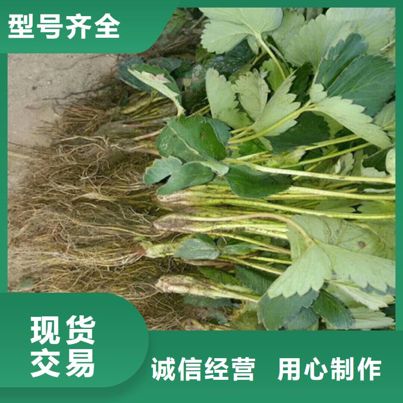 定做草莓种苗的当地厂家用心制造