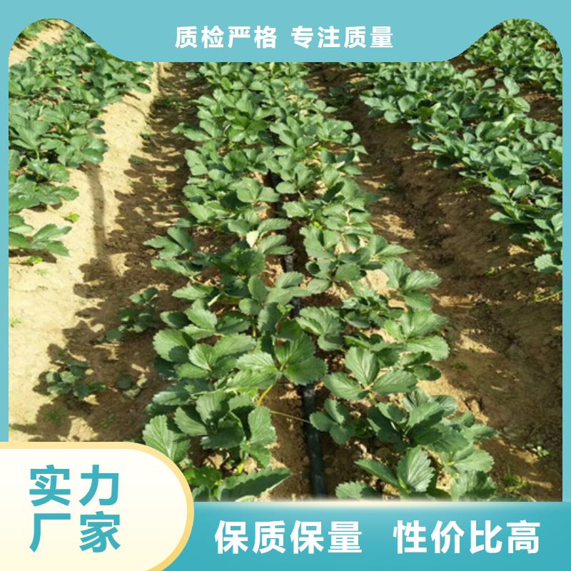 菠萝草莓苗便宜价格品质无所畏惧