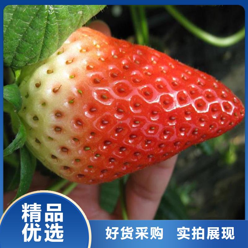 供应菠萝草莓苗，菠萝草莓苗批发价格从源头保证品质