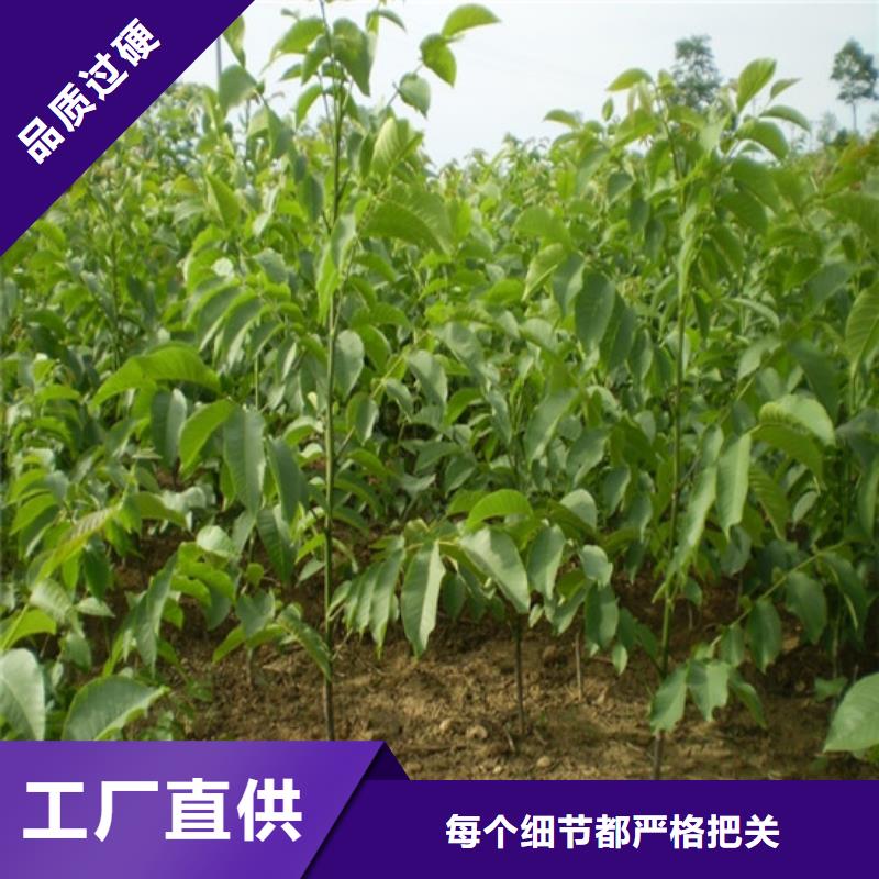 矮化核桃苗种植条件厂家售后完善