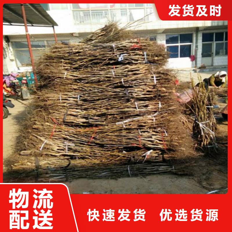 昭通核桃苗-胭脂脆桃树苗质检严格