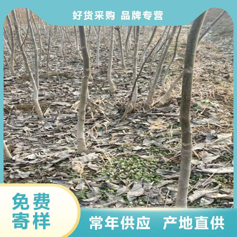 核桃苗【果树苗】自主研发优质工艺