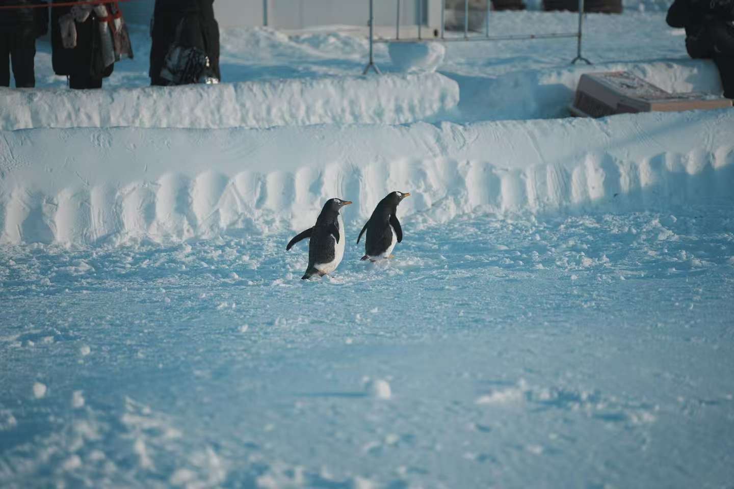 有现货的陇南康县企鹅展览供货商