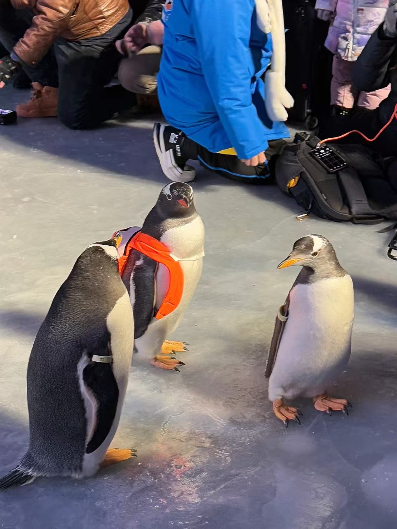 上海黄浦企鹅出租_服务优质