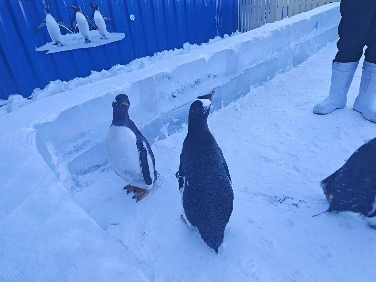 玉林北流帽带企鹅提供定制