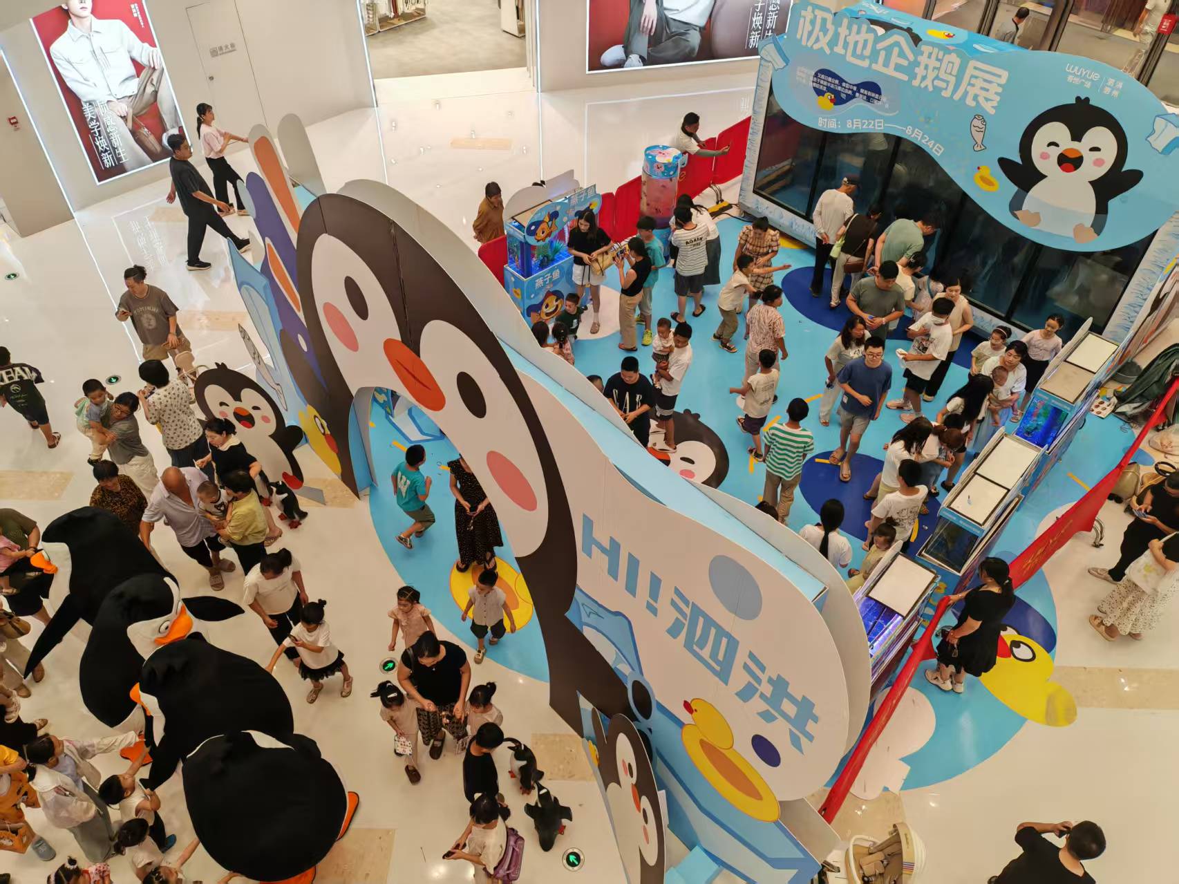 肇庆封开巴布亚企鹅-快来购买吧