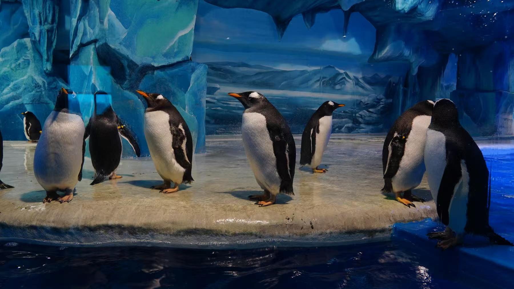 可定制的吉林磐石帝企鹅 品牌厂家