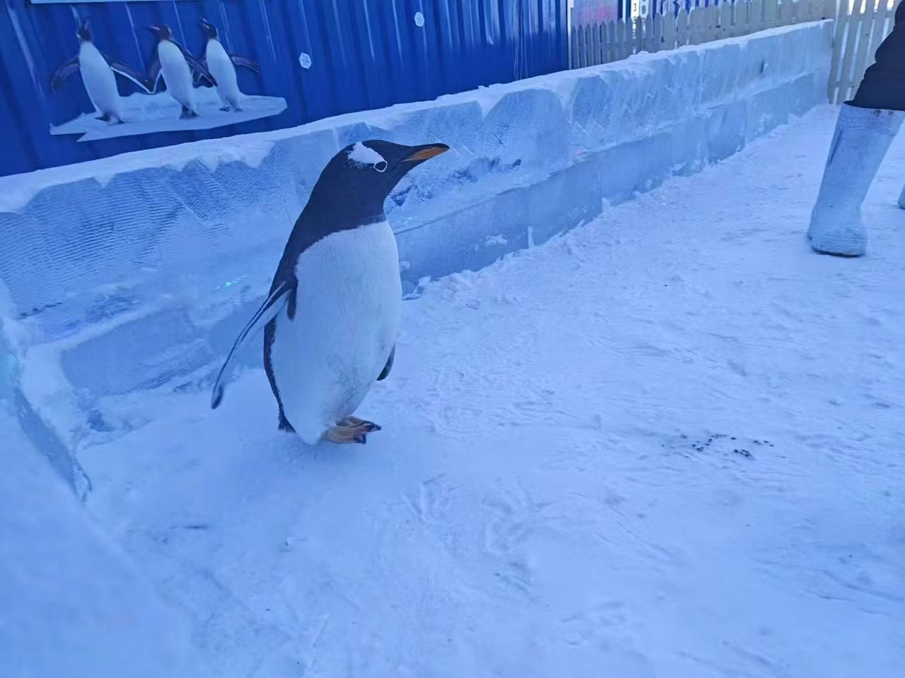 帝企鹅 低于市场价