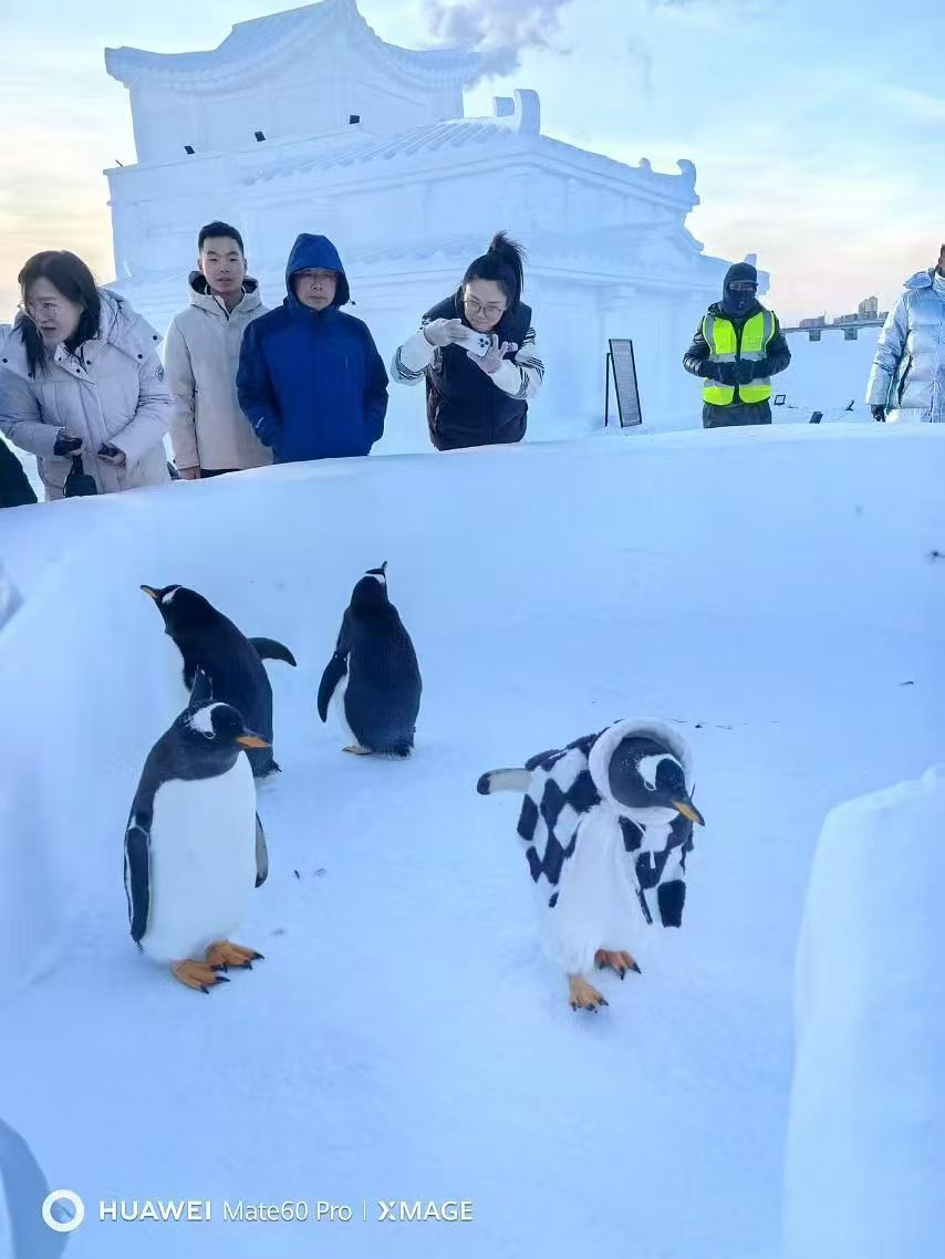 好消息：凉山会东帽带企鹅厂家优惠直销