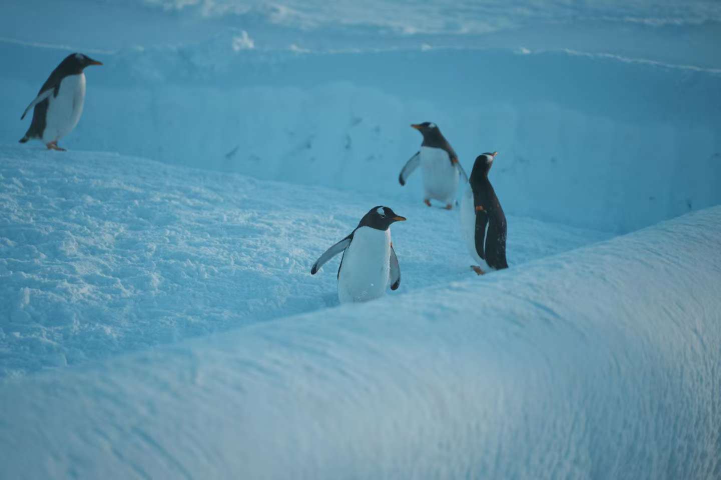 帽带企鹅厂家-优质服务