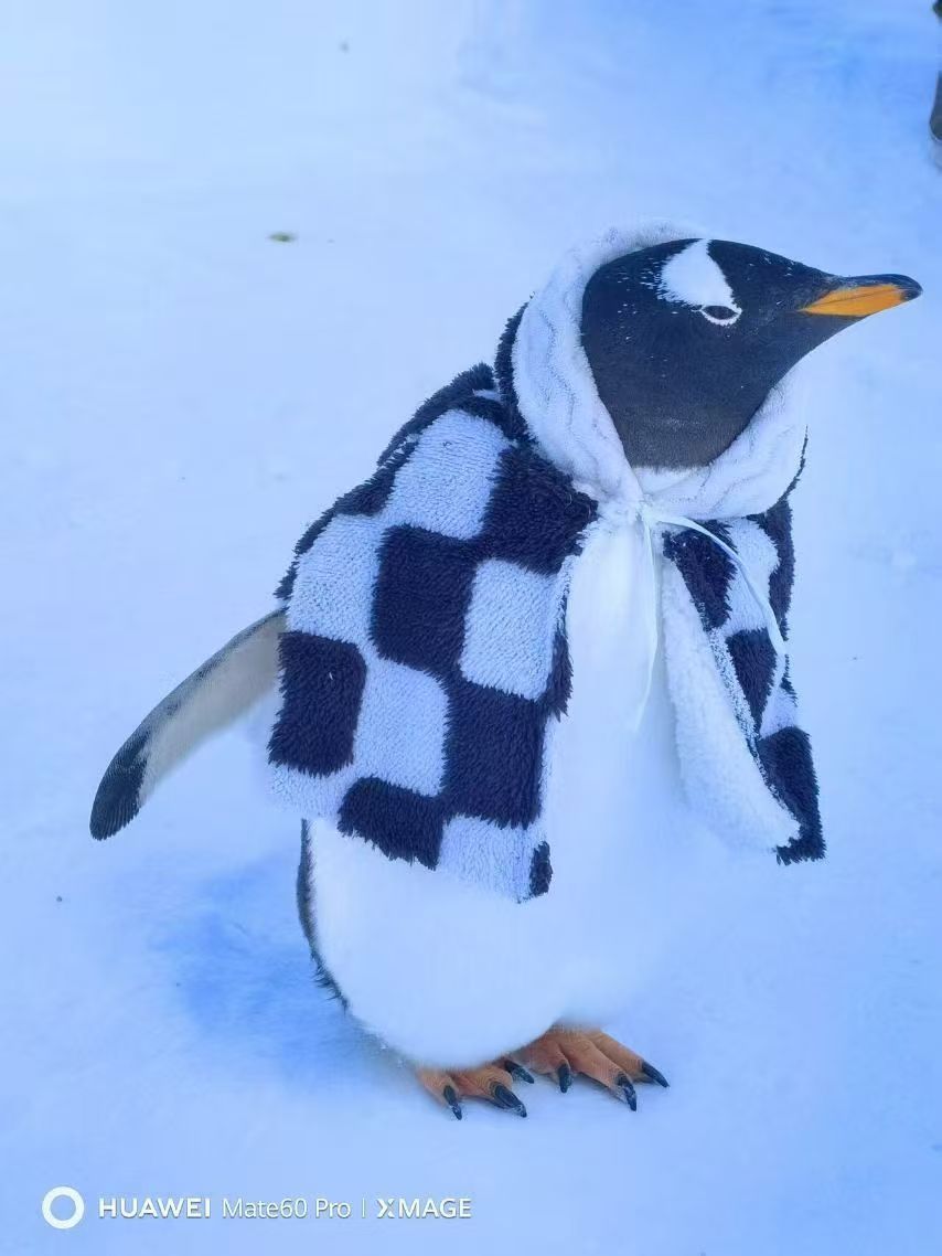 海口秀英企鹅展览应用范围广