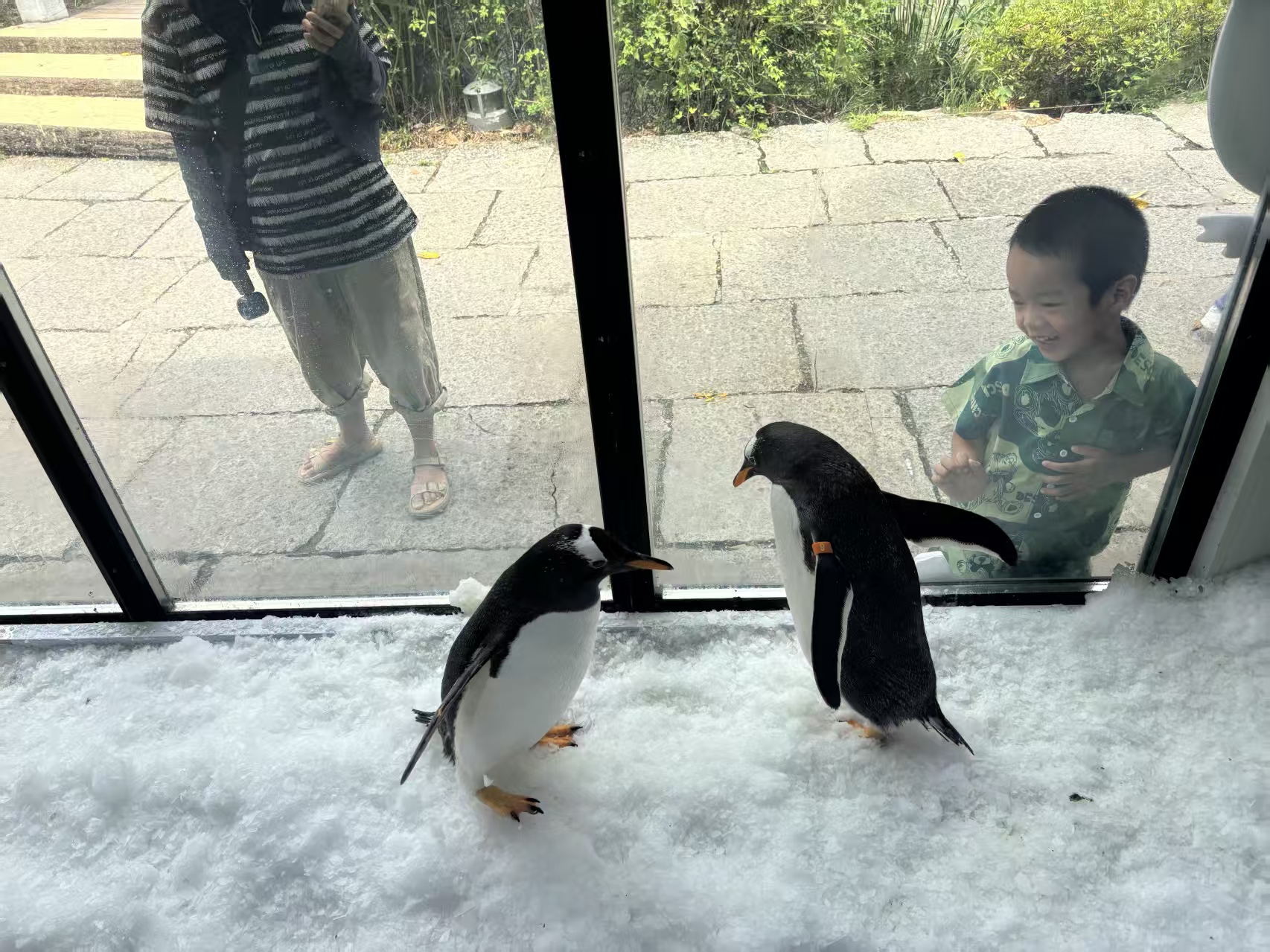 #企鹅展览邢台威县#-厂家直销