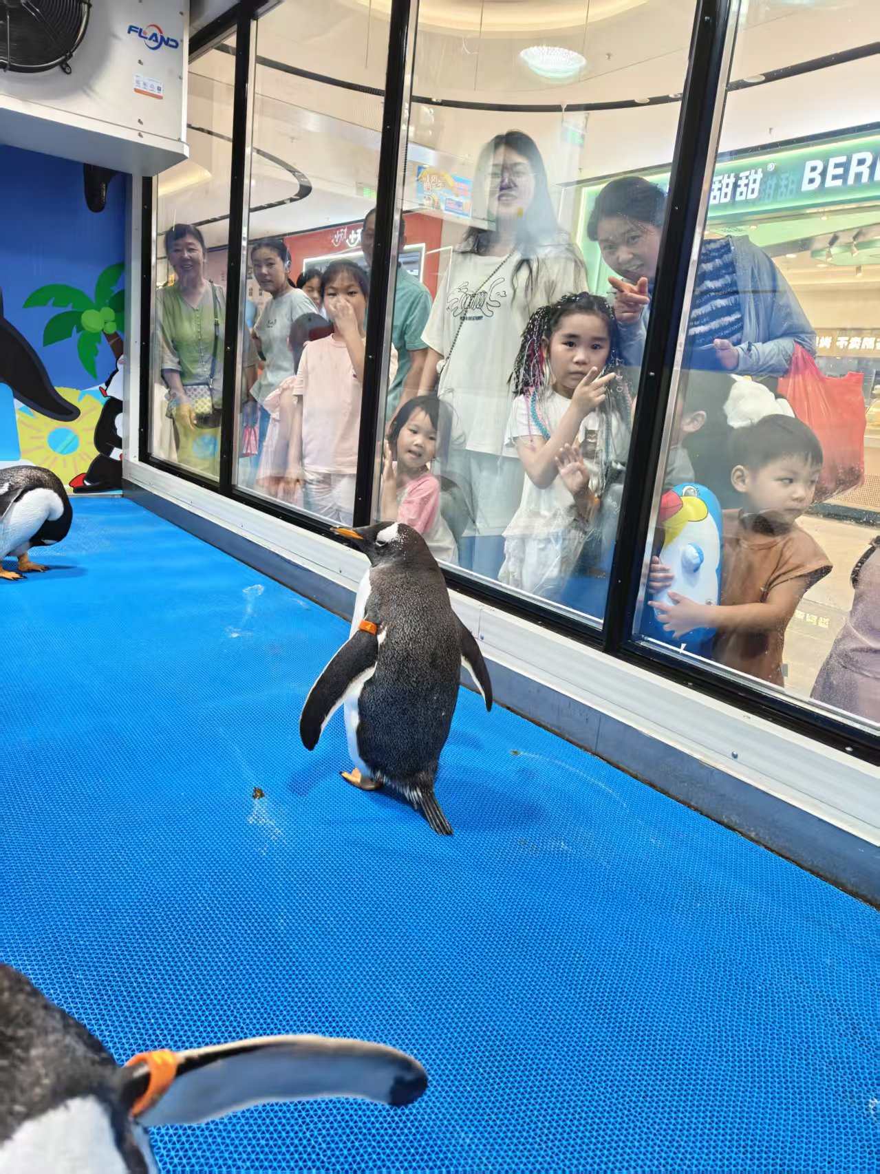 优选:贺州巴布亚企鹅基地