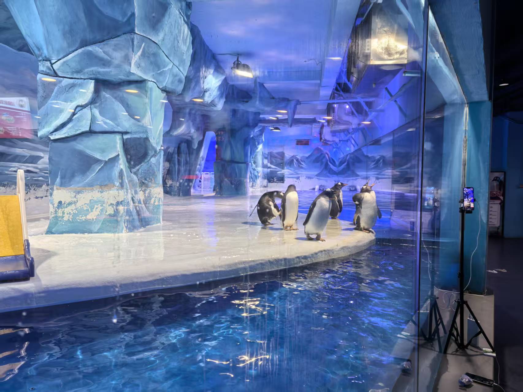 衡阳南岳巴布亚企鹅-巴布亚企鹅价格低